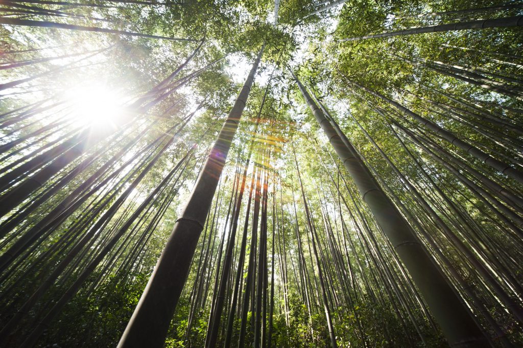 Soluzioni carbon neutral per l'edilizia: il bambù
